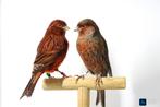 Zwart-rode Kanarie poppen gezocht, Dieren en Toebehoren, Vogels | Kanaries, Vrouwelijk, Kleurkanarie