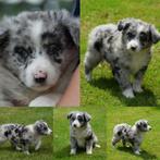 Schitterende mini Australian shepherd pups, Dieren en Toebehoren, Honden | Herdershonden en Veedrijvers, Sheepdog, CDV (hondenziekte)