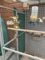 Kanaries en goulds, Dieren en Toebehoren, Vogels | Kanaries, Meerdere dieren, Kleurkanarie