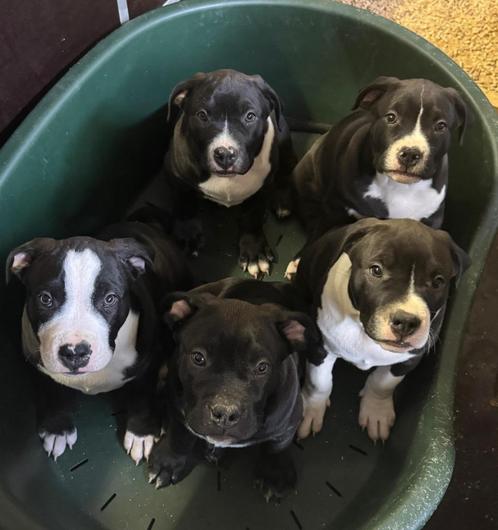ABKC American Bully XL Puppies, Dieren en Toebehoren, Honden | Bulldogs, Pinschers en Molossers, Meerdere dieren, Overige rassen