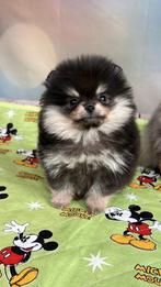 Pomeriaan | Pomeranian | Puppy | Teefje | Stamboom | Beertje, Dieren en Toebehoren, Honden | Poolhonden, Keeshonden en Oertypen