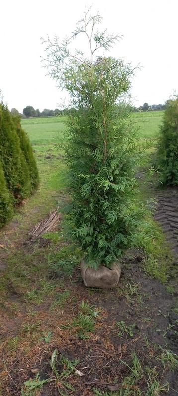 Perceel opruiming thuja Brabant 2 meter €8,00 beschikbaar voor biedingen