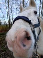 (project) paard zoekt verzorger/verzorgster, Diensten en Vakmensen, Dieren | Paarden | Verzorging, Oppas en Les, Verzorging of Verzorgpony's