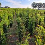Taxus baccata, Venijnboom, wintergroen 50-60, 60-80 cm, Ophalen, Bloeit niet, Halfschaduw, Overige soorten