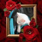 Mix Khaomanee♥️Mainecoon, Meerdere dieren