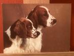 Ansichtkaart hond honden Welsh Springer Spaniel, Verzenden, 1980 tot heden, Ongelopen, Hond of Kat