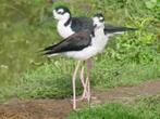 mexicaanse steltkluut, Dieren en Toebehoren, Vogels | Overige Vogels, Mannelijk, Geringd