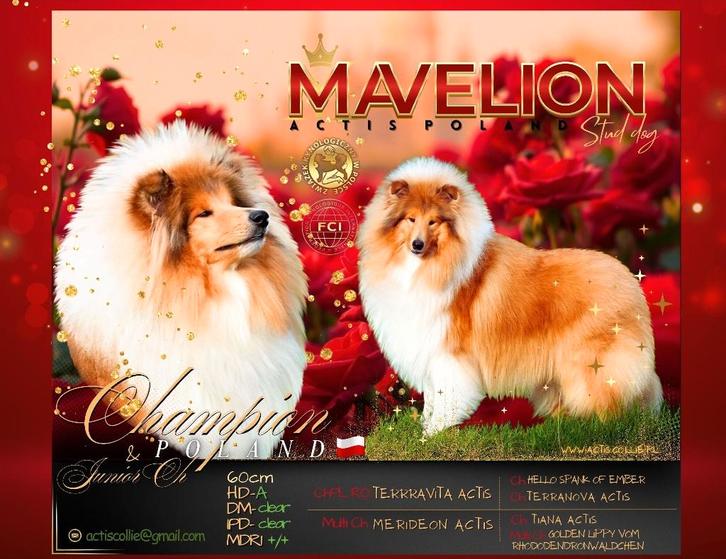 COLLIE Schotse pup FCI, Dieren en Toebehoren, Honden | Herdershonden en Veedrijvers, Reu, Collie, Fokker | Hobbymatig, Eén hond