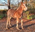 Mooi hengstveulen Belgisch Trekpaard te koop, Minder dan 160 cm, Niet van toepassing, 0 tot 2 jaar, Hengst
