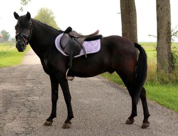 Lieve d-pony , ruin.  beschikbaar voor biedingen