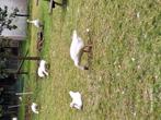 Witten ganzen., Dieren en Toebehoren, Pluimvee, Meerdere dieren, Gans of Zwaan
