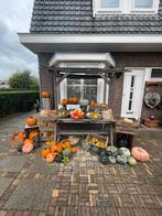 Pompoenen, groenten en bloemen, Tuin en Terras, Ophalen, Nieuw