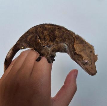 Bewezen dark phantom wimpergekko/crested gecko kweekvrouw beschikbaar voor biedingen