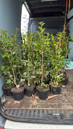 Camelia spring festival schaarse planten feest in de tuin, Vaste plant, Halfschaduw, Lente, Ophalen