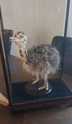 Opgezette struisvogel taxidermie, Verzamelen, Ophalen of Verzenden, Zo goed als nieuw, Vogel, Opgezet dier