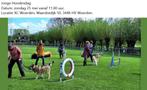 Saarlooswolfhond pups met stamboom AVLS, Overige rassen, CDV (hondenziekte), 8 tot 15 weken, Meerdere