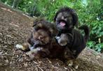 Unieke Choco Yorkshire Terriers, Dieren en Toebehoren, Honden | Jack Russells en Terriërs, Yorkshire Terriër, Particulier, 15 weken tot 1 jaar