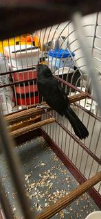 Picolet, Dieren en Toebehoren, Mannelijk, Tropenvogel