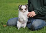 Prachtige kleine bonte pomchi pups., Dieren en Toebehoren, Honden | Chihuahua's en Gezelschapshonden, Overige rassen, CDV (hondenziekte)