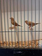 Koppel zilverbekjes, Meerdere dieren