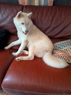 Huskita pup aangeboden, Dieren en Toebehoren, 15 weken tot 1 jaar, CDV (hondenziekte), Teef, Poolhond