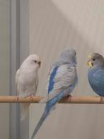 Diverse grasparkieten, Dieren en Toebehoren, Meerdere dieren, Parkiet