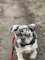 Franse bullies, Dieren en Toebehoren, Particulier, 15 weken tot 1 jaar, Buitenland, Parvo