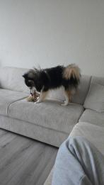 Pomsky FZ pomeriaan   Snowy mannetjer grijze wit zwart, Ophalen of Verzenden, Nieuw, Overig speelgoed