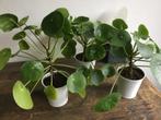 Pannenkoek plant in pot, Ophalen, Overige soorten, In pot, Minder dan 100 cm