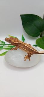 Poss Man Tricolor Emptyback wimpergekko, Dieren en Toebehoren, Hagedis, Tam, 0 tot 2 jaar