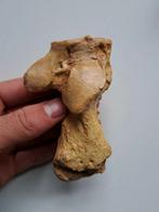 Fossiele holenbeer calcaneus voetbot Ursus speleaus, Ophalen of Verzenden, Fossiel