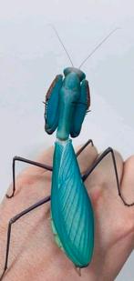 Hierodula Sp Blue | Giant Blue Mantis | Bidsprinkhaan, Dieren en Toebehoren, Sprinkhaan of Krekel