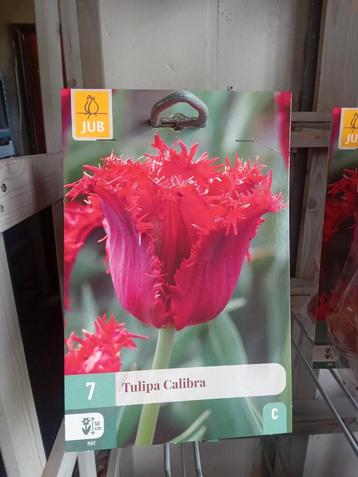 New Tulpen  beschikbaar voor biedingen