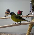 Baardsijzen, Meerdere dieren