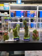 Aquarium ornament 4 verschillende designs, 19,95 pst, Dieren en Toebehoren, Aquamoss, Nieuw, Ophalen of Verzenden, Romhof 21 Beilen