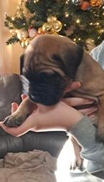 Bullmastiff pups, Dieren en Toebehoren, Honden | Bulldogs, Pinschers en Molossers, België, Fokker | Hobbymatig, CDV (hondenziekte)