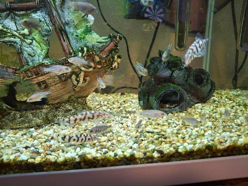 Malawi cichliden, Dieren en Toebehoren, Vissen | Aquariumvissen, Vis