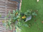 Te koop vijgenboom., Ophalen of Verzenden, 100 tot 250 cm, Vijgenboom