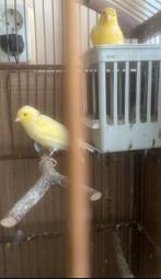 2 kanaries te koop man en vrouw, Dieren en Toebehoren, Vogels | Kanaries, Meerdere dieren, Kleurkanarie
