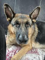 ACE: Rex is vriendelijk, trouw en intelligent, Dieren en Toebehoren, Honden | Herdershonden en Veedrijvers, Particulier, Rabiës (hondsdolheid)