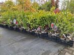 Magnolia struiken diverse soorten 100cm hoog! Tulpenboom, Tuin en Terras, Ophalen of Verzenden, Zomer, Overige soorten, Halfschaduw