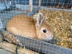 Konijnen, Dieren en Toebehoren, Konijnen, Meerdere dieren, 0 tot 2 jaar