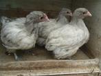 t.k.trio Orpington groot Splash kuikens, Dieren en Toebehoren, Meerdere dieren, Kip
