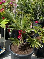 Leuke winterharde palmboom-trachycarpus wagnerianus in pot!, Minder dan 100 cm, Zomer, Palmboom, Ophalen