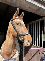 Presteque hoofdstel full, Dieren en Toebehoren, Paarden en Pony's | Hoofdstellen en Tuigage, Ophalen of Verzenden, Zo goed als nieuw