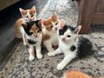 Kittens te koop vanaf €100, Dieren en Toebehoren, Katten en Kittens | Overige Katten, Meerdere dieren