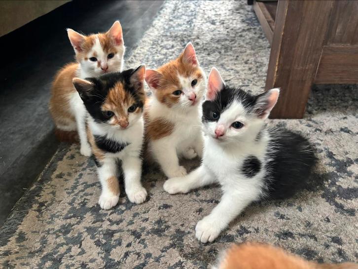 Kittens te koop vanaf €100, Dieren en Toebehoren, Katten en Kittens | Overige Katten, Meerdere dieren