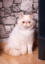 Red Lynx Point Exotic Shorthair Verkoper, Dieren en Toebehoren, Katten en Kittens | Raskatten | Korthaar, Kater, Gechipt, 0 tot 2 jaar