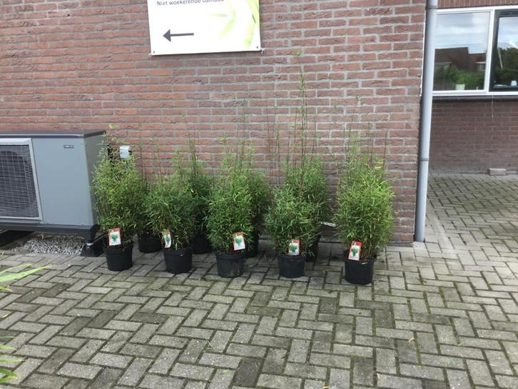 Niet woekerende bamboe met purperen stengel,  Deep Purple!!!, Tuin en Terras, Planten | Struiken en Hagen, Struik, Bamboe, 100 tot 250 cm