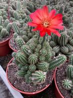 Cactus Chamaelobivia Red 15 cm potmaat. (Pindacactus), Huis en Inrichting, Kamerplanten, Cactus, Minder dan 100 cm, Ophalen of Verzenden